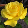 Rose Golden Anniversary  (50th)